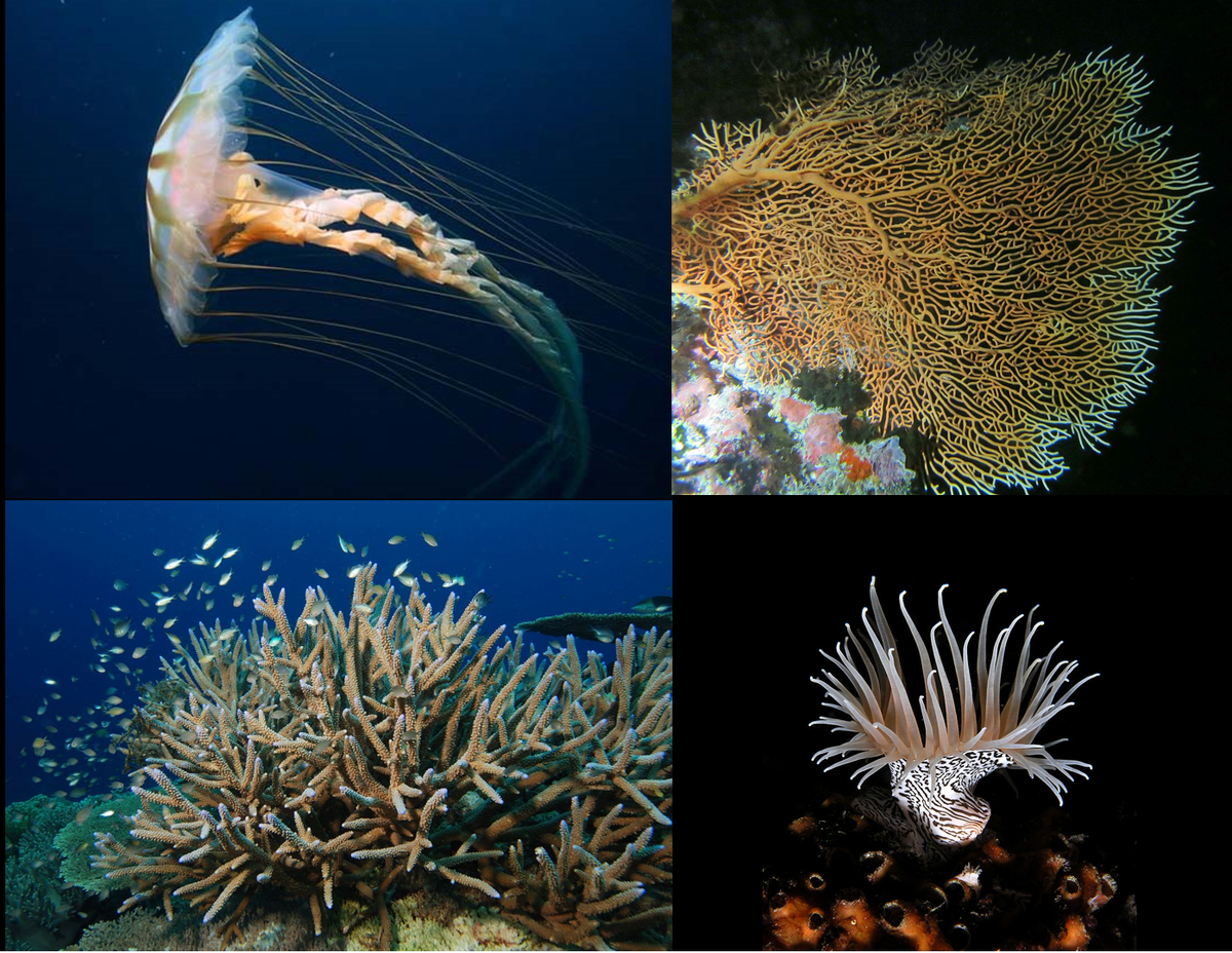 surprise du 9 Mars 1 Cnidarios