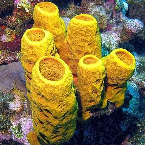 Surprise du 8 Mars 1 Sponge