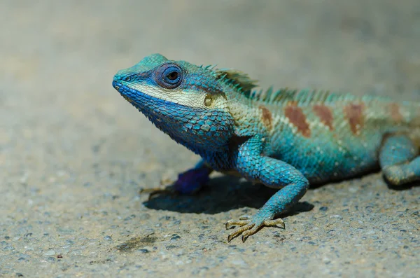 surprise 15 1 reptiles