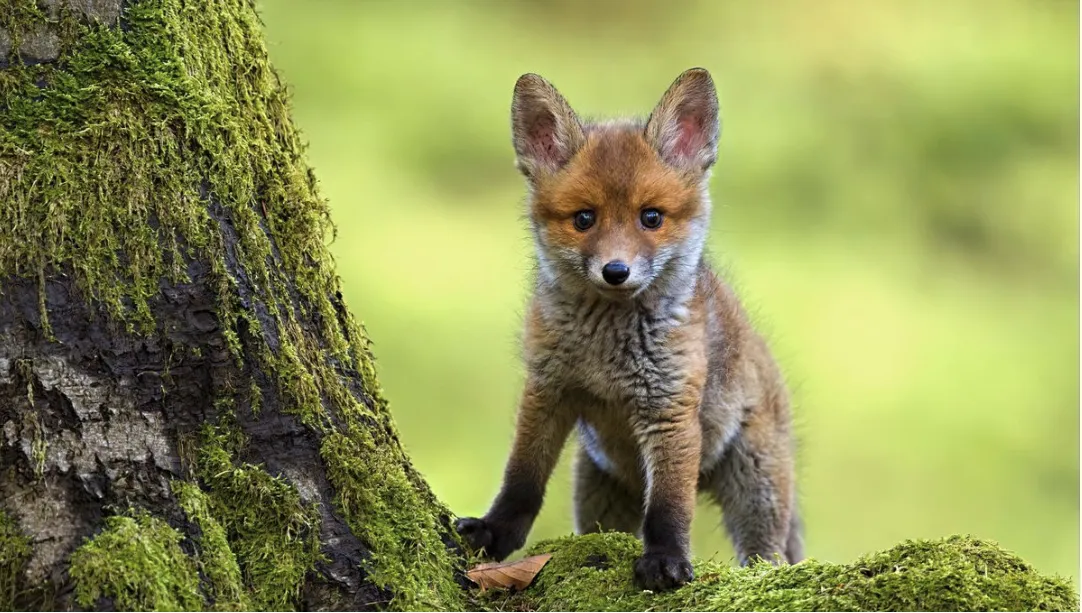 image renard